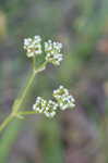 Beaked cornsalad